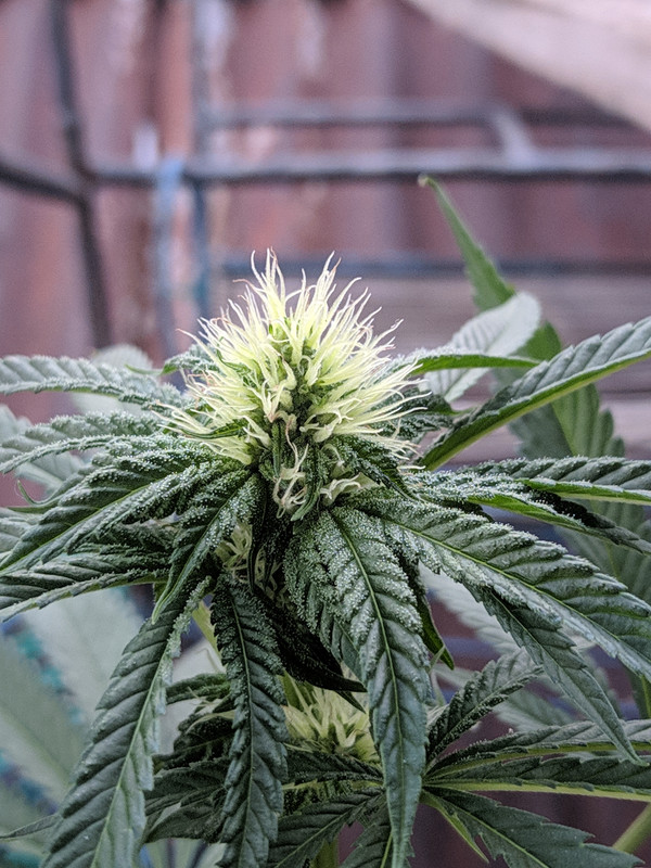 HC_20230201_061921_null