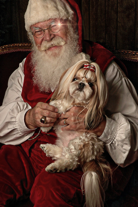 townsendpupsanta-8.jpg