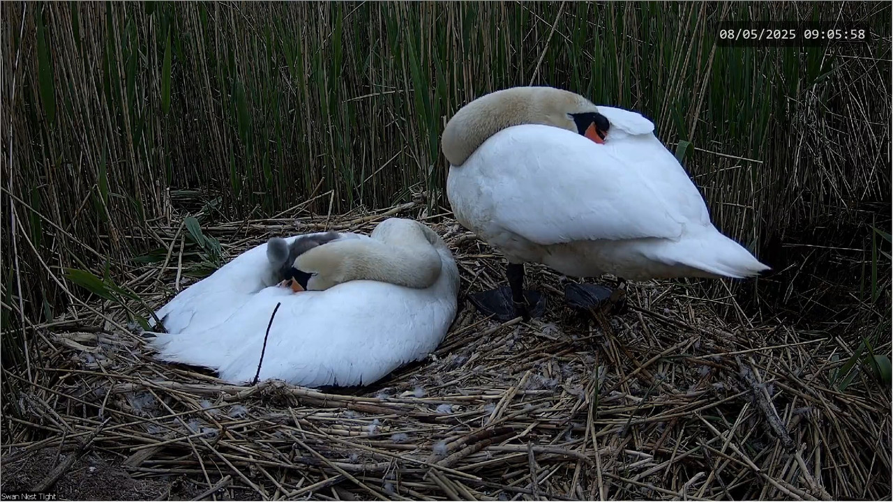 🔴 TIEŠRAIDES Gulbju ligzda 🦢 _ Putnu kameras _ Roberts E. Fullers 7-48-53 screenshot