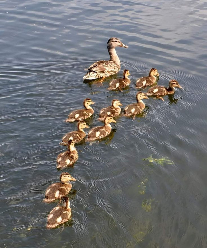 Mallard ducks in the park