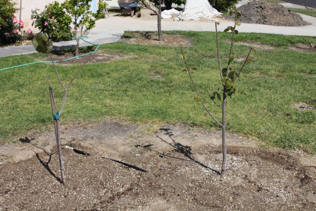 IMG_1744  El Bumpo & Fino de Jete Cherimoyas (4-