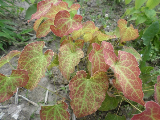 Epimedium x rubrum