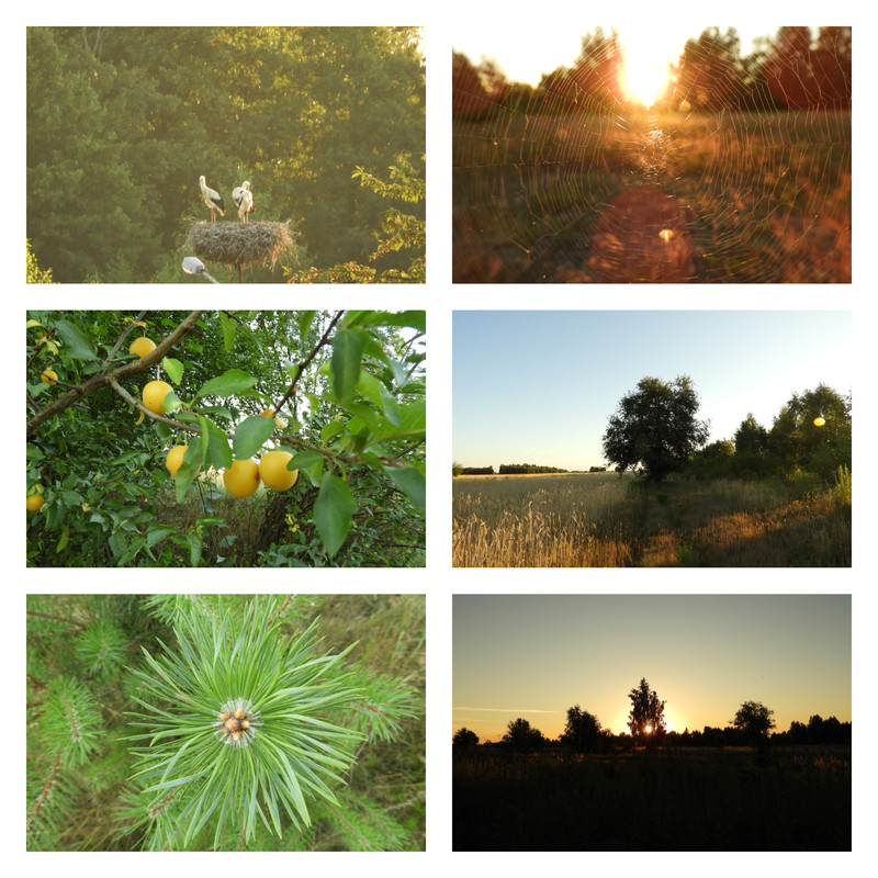 hejhodobociankowdzissieszlo