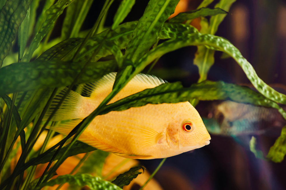 Аквариумные рыбы
