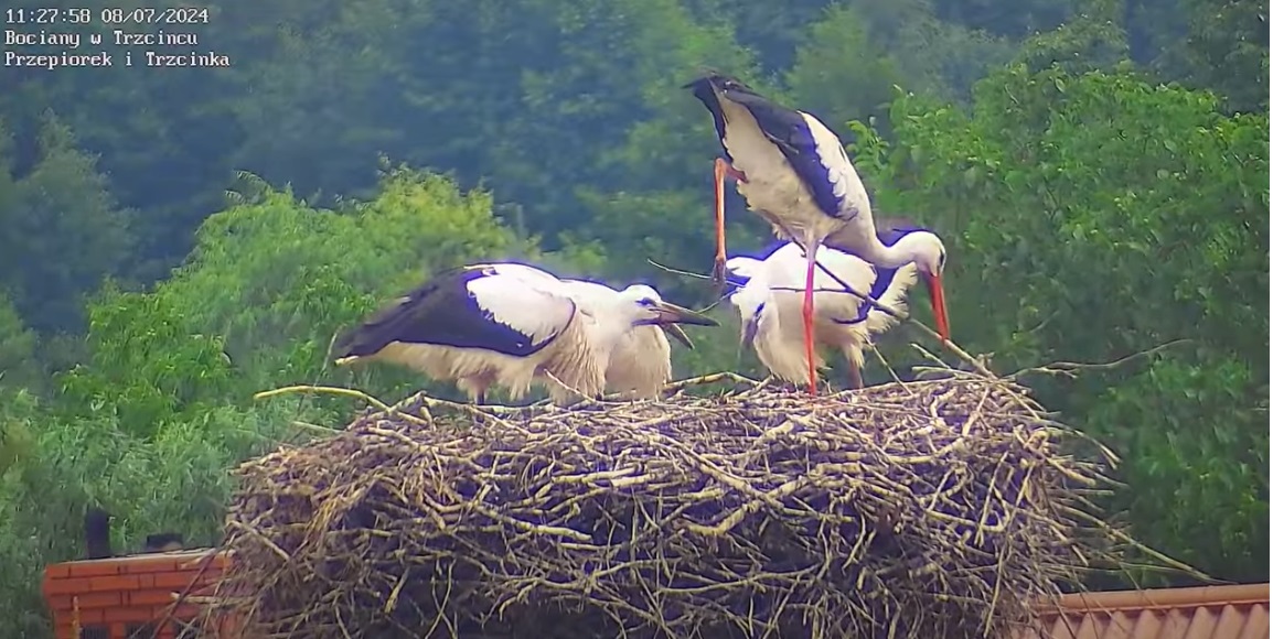 bocianowafigurajogowa