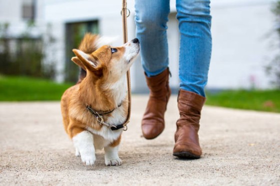 Dog Accessories