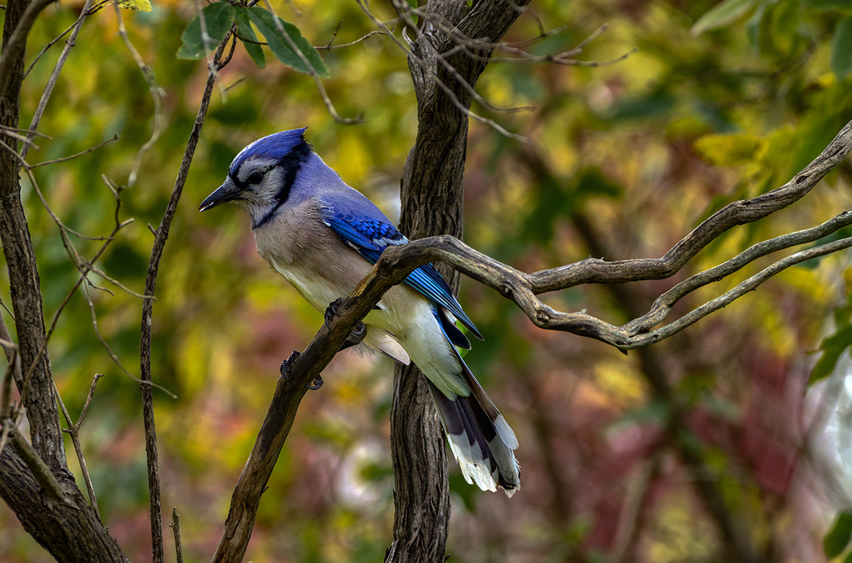 IMAGE: https://i.postimg.cc/vmfvrQNm/Tweaked-copy.jpg