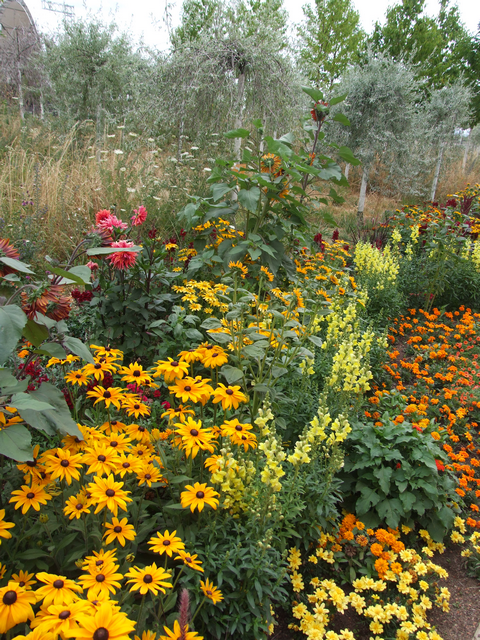 BUGA 23: Blumen (Dahlien, Zinnien, Tagetes ... und Bäume