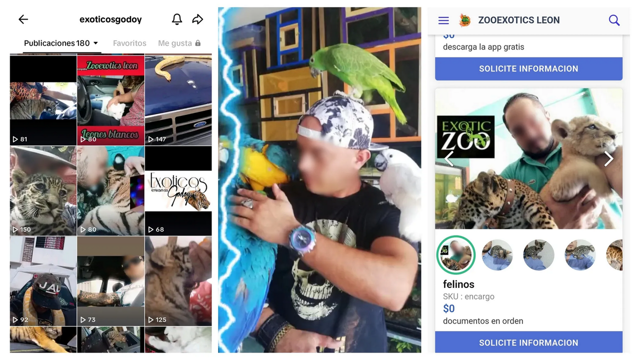 Llega a TikTok venta ilegal de especies protegidas