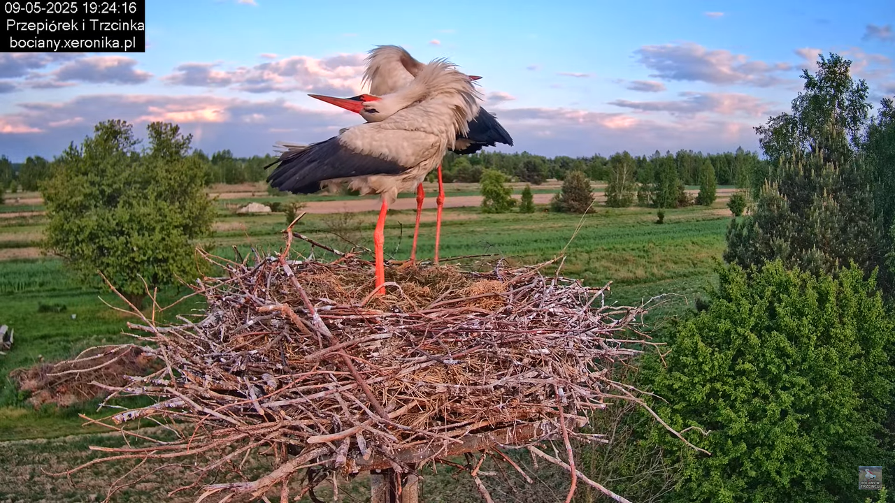 09052025bociany41