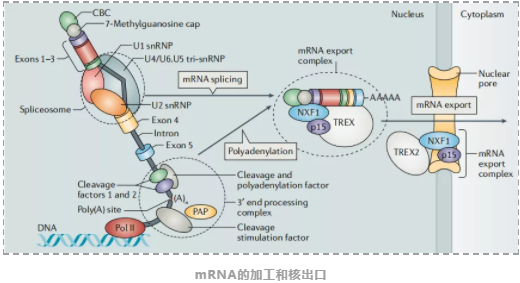 癌症中的RNA-2.png