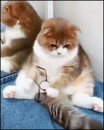 Funny-Cat-GIF-Lazy-cat-puts-on-his-glasses-like-a-human-Because-I-can-t-see-the-TV-without-my-gla.gif