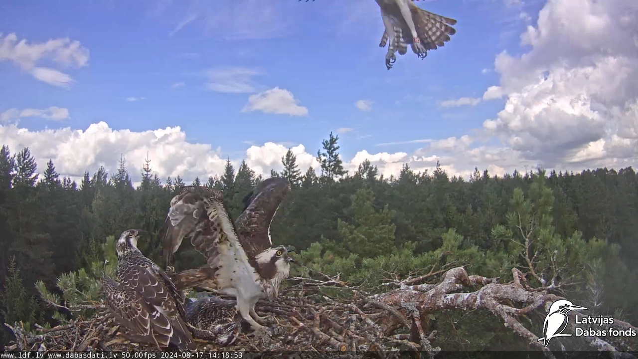 Zivju ērglis (Pandion haliaetus) Kurzemē - LDF tiešraide 6-36-18 screenshot (1)