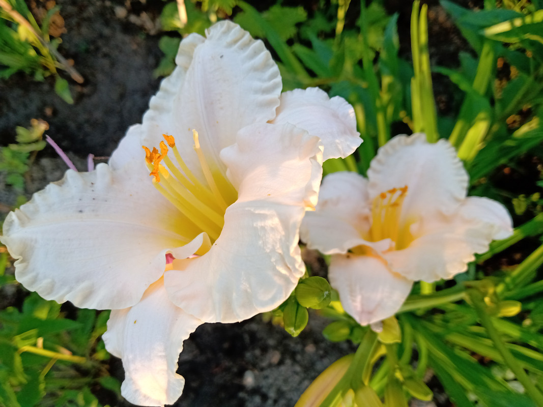 IMG_20210704_193856128