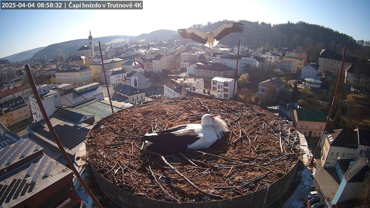 Tiešraidē no stārķa ligzdas uz alus darītavas skursteņa Trutnovā 12-6-2 screenshot (1)
