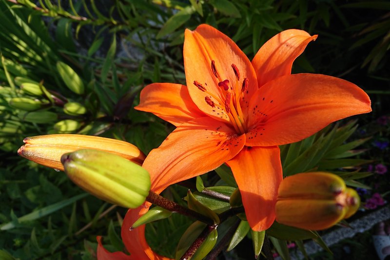 [Image: DSC-2788.jpg]