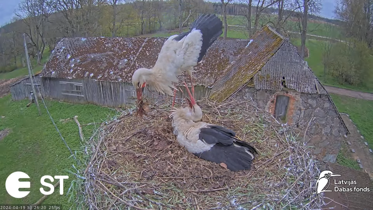 Baltie stārķi (Ciconia ciconia) Tukuma novadā - LDF tiešraide __ White storks in Tukums, Latvia 9-34