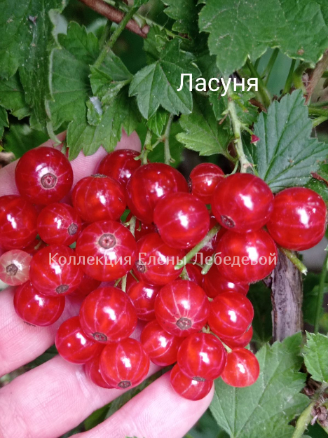 Ласуня_красная смородина