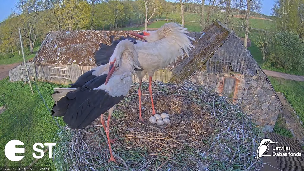 Baltie stārķi (Ciconia ciconia) Tukuma novadā - LDF tiešraide __ White storks in Tukums, Latvia 13-1