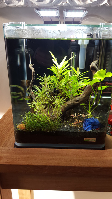 originale_IMG-20170213-WA0000