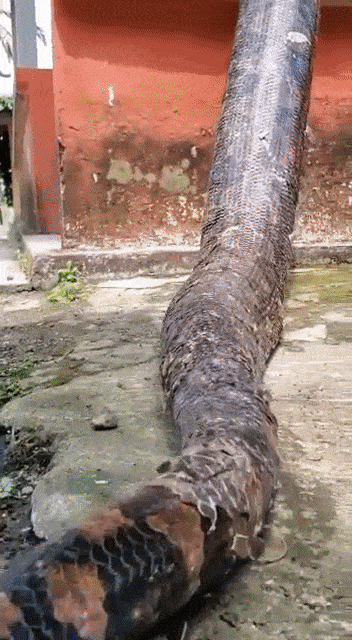 https://i.postimg.cc/vmpX5x7X/5.gif