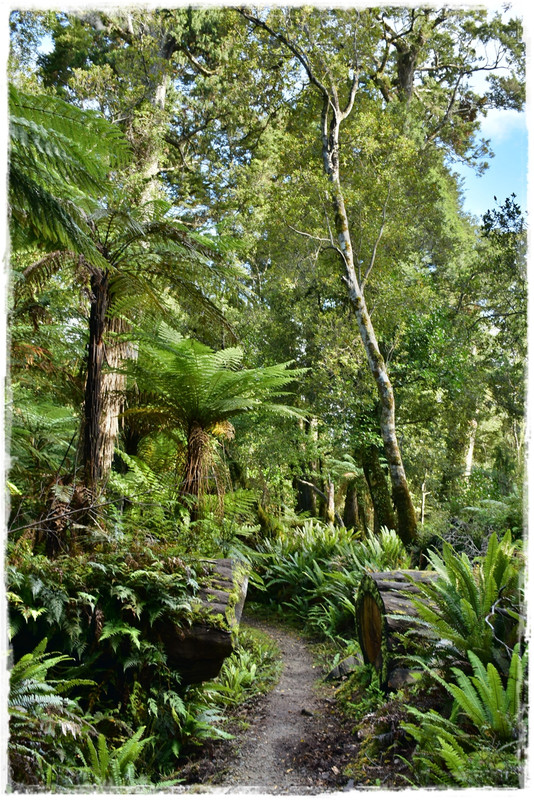 Escapadas y rutas por la Nueva Zelanda menos conocida - Blogs de Nueva Zelanda - Fiordland NP: Humpridge Track (febrero 2021) (64)