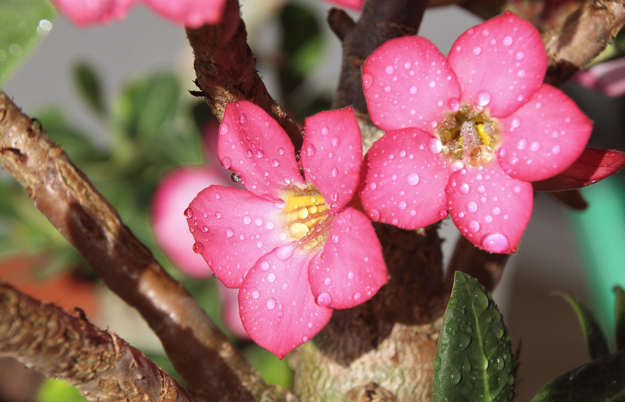 water-adenium-rainy-season.jpg