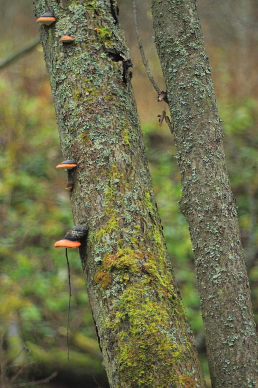 IMG_6667 (1728 x 2592)