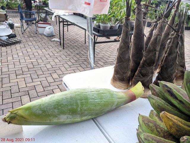 [Image: PXL-20210828-131126663-MP.jpg]