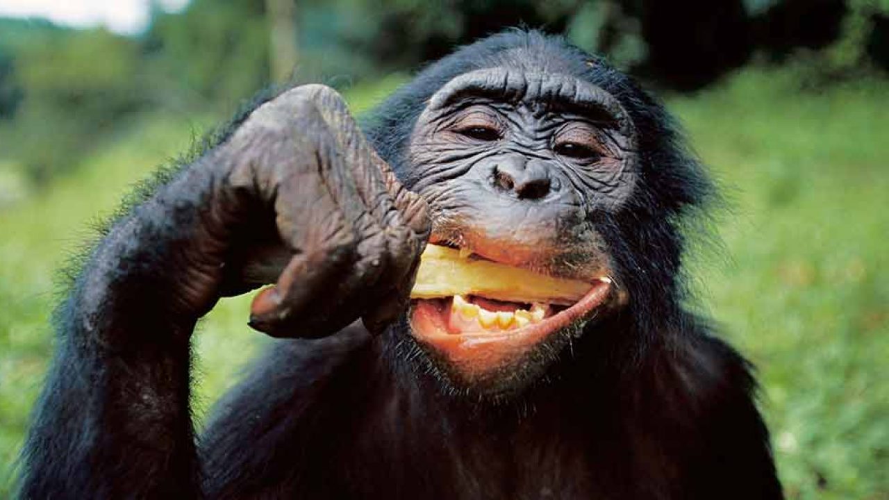 Captan alarmante evolución de los chimpancés, estaban haciendo práctica humana