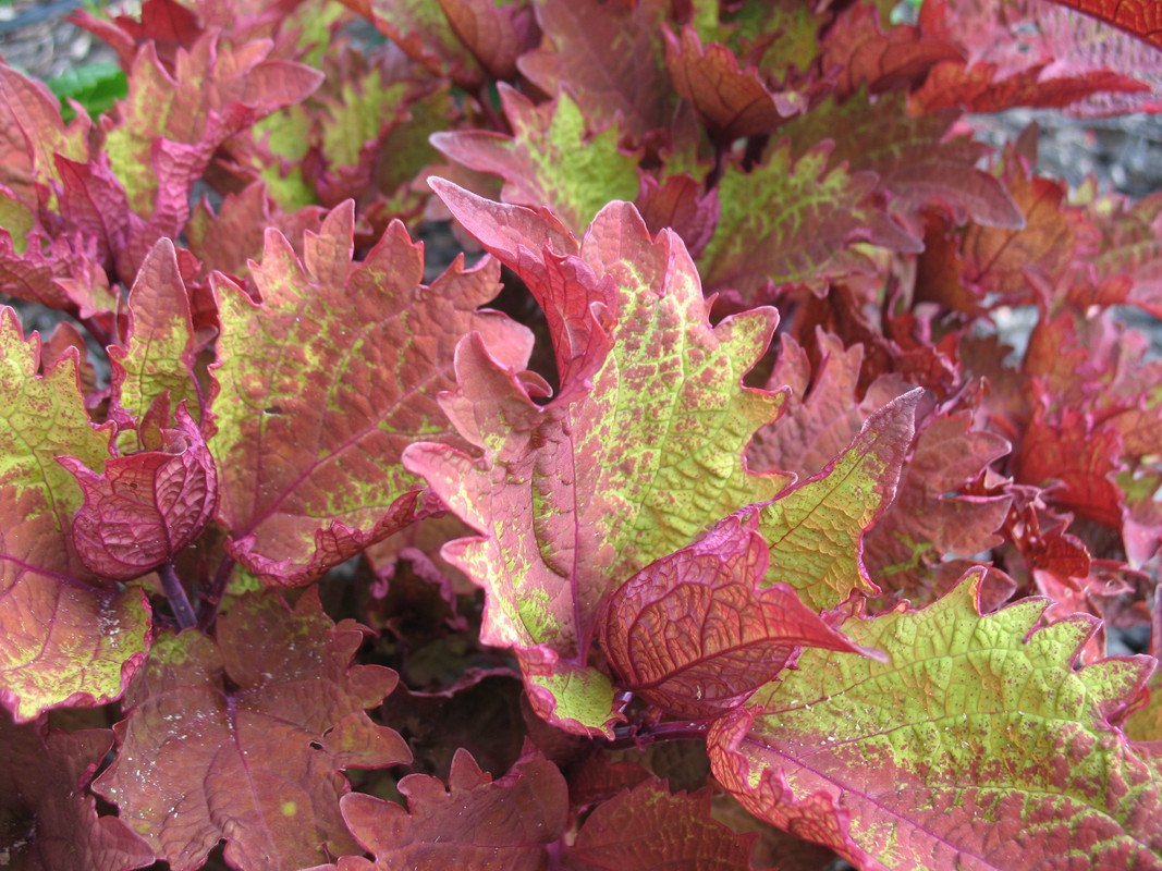 Lawn and Gardens 07.05.2017  (14)