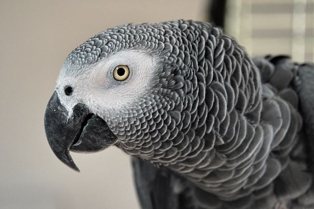 african grey parrot diet in Captivity