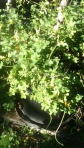 Mango tree basin A