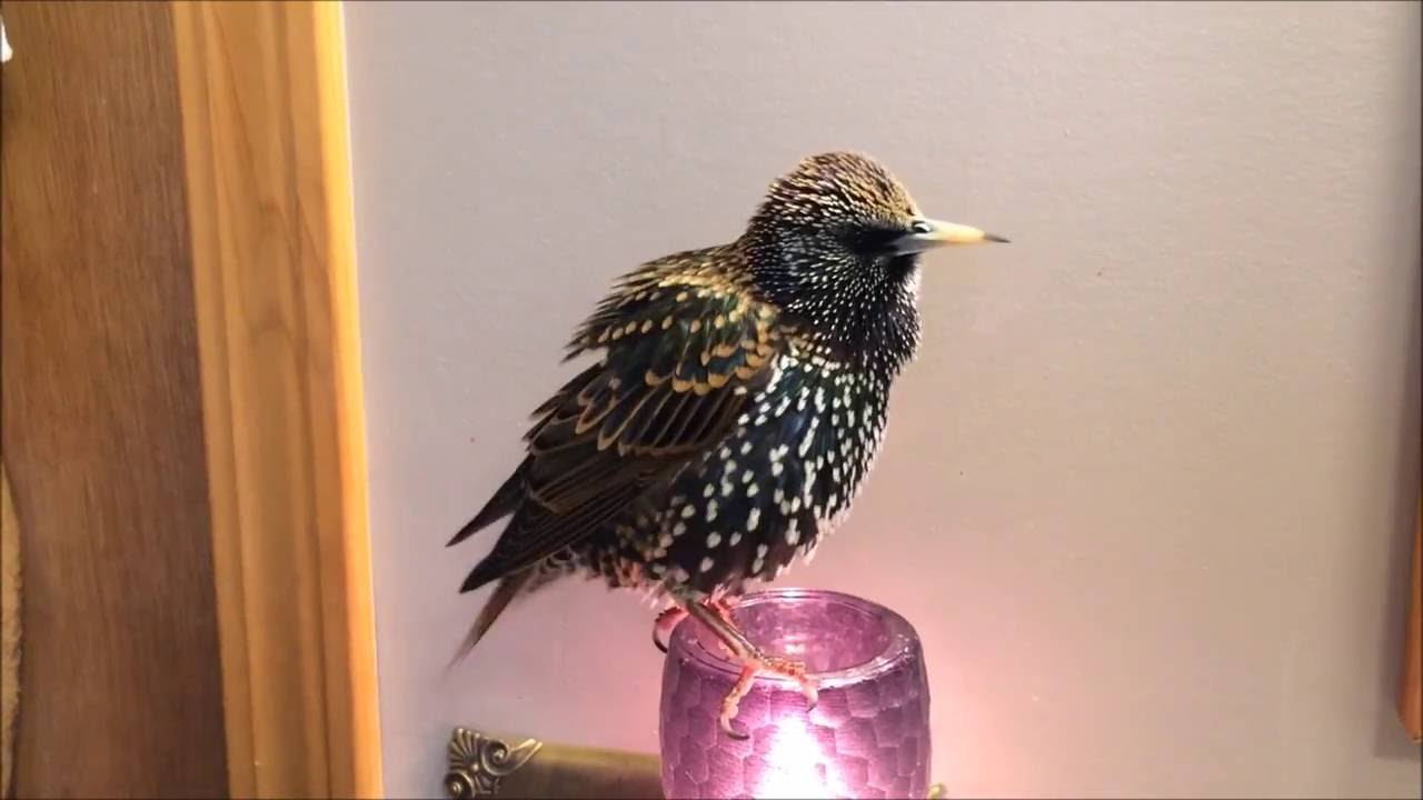 starling call birds
