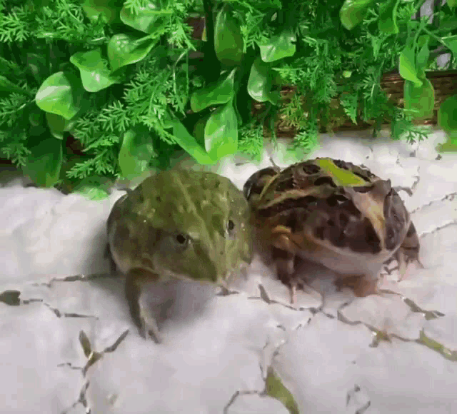 frog-eat.gif