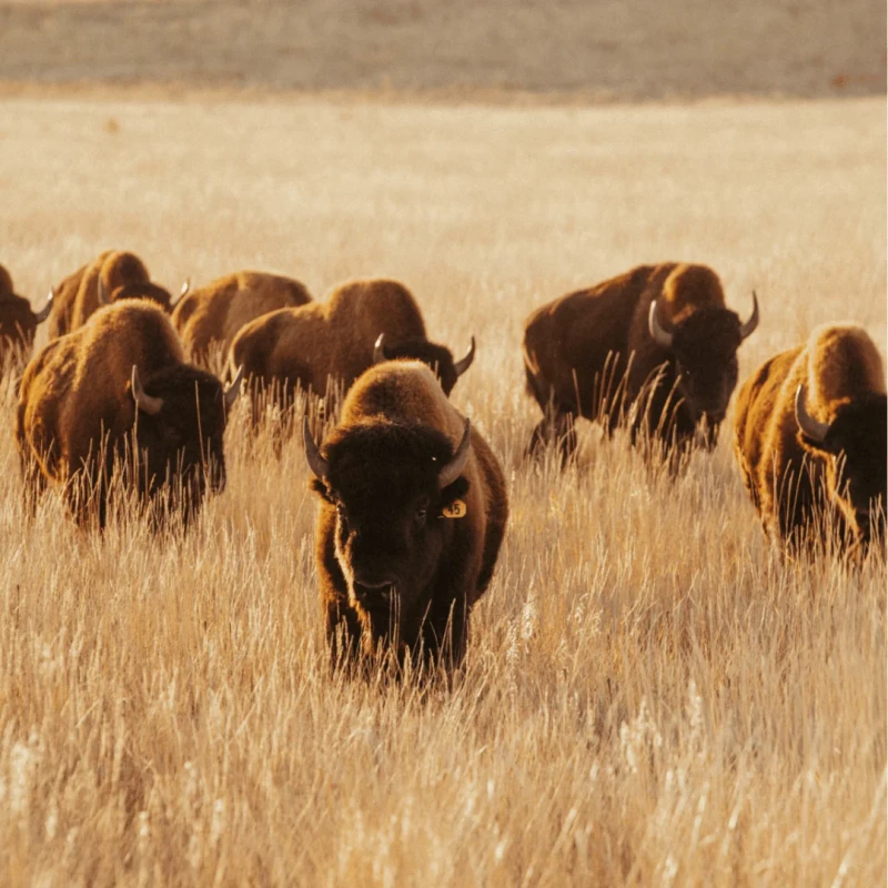 Jackson Hole Buffalo Meat Co.