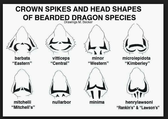 Bearded Dragon Anatomy Chart