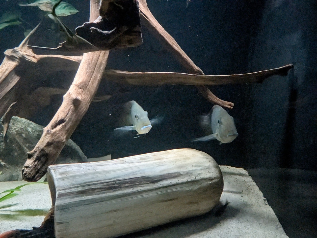 PXL 20251227 193838878 RAW 01 COVER