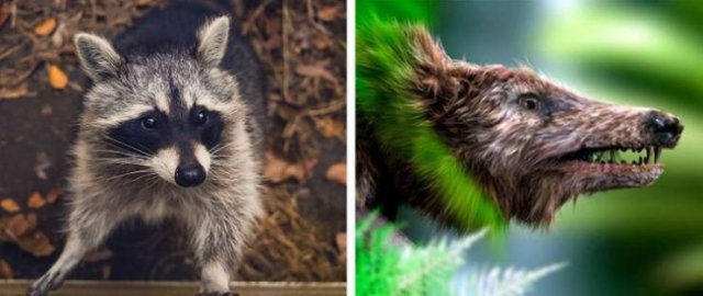Animales-4