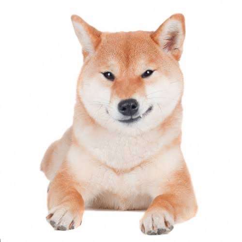 Petco - Galleta GRATIS por Día del Akita Inu
