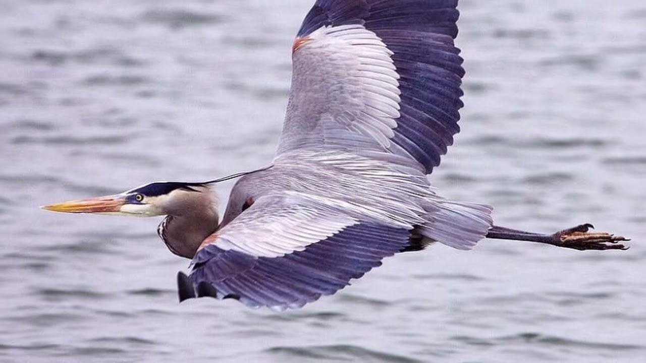 great blue heron spiritual meaning