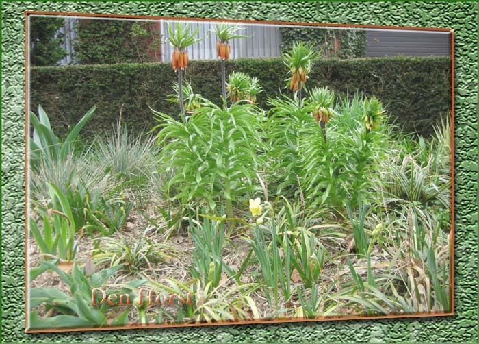 KEIZERSKROON-FRITILLARIA-IMPERIALIS-GARLAND-STAR