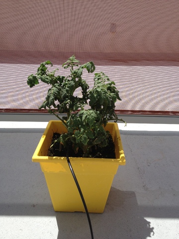Our Garden 014