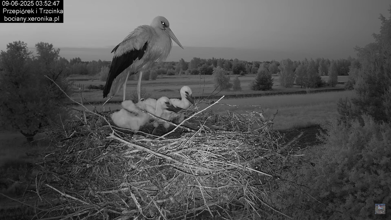 09062025bociany2