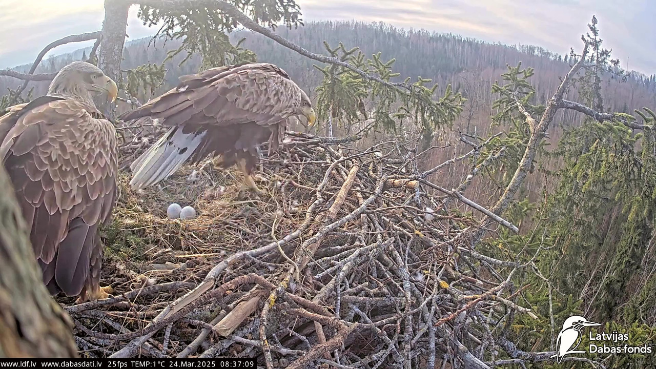 vlcsnap-2025-03-24-07h48m41s012