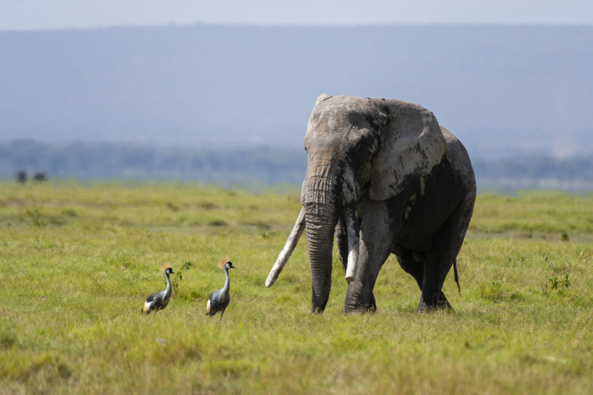 African Elephant 4K | Gentle Giants of the Savanna | Cinematic Nature Relaxation