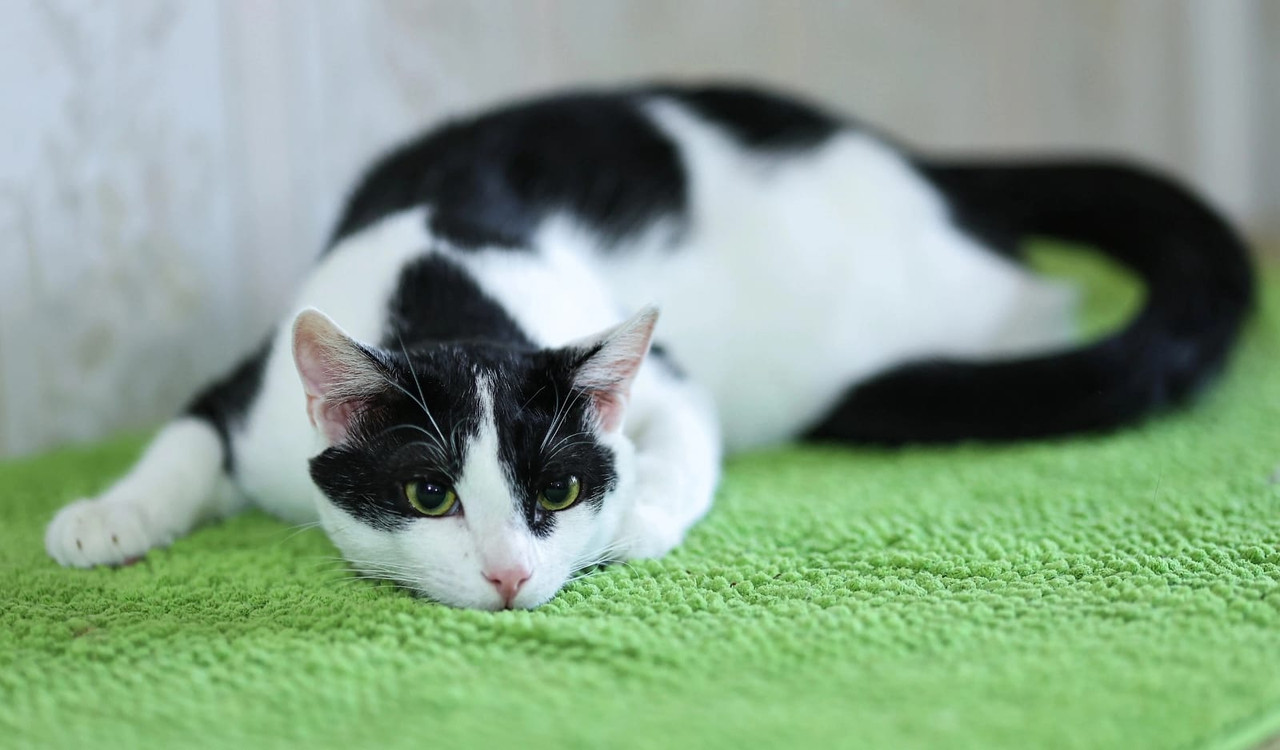 Изображение WhatsApp 2024-11-19 в 12.34.14_bc6cbf25