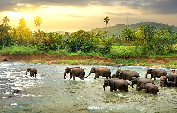 Sri Lanka tourism