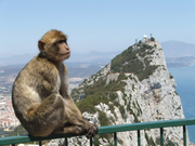 Animales!! 5 pence Gibraltar 2000 Rock-of-gibraltar-barbary-macaque