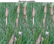 dirvinis-asi-klis2